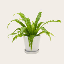 Load image into Gallery viewer, Birds Nest Fern &#39;Victoria&#39; - Medium (chalk)
