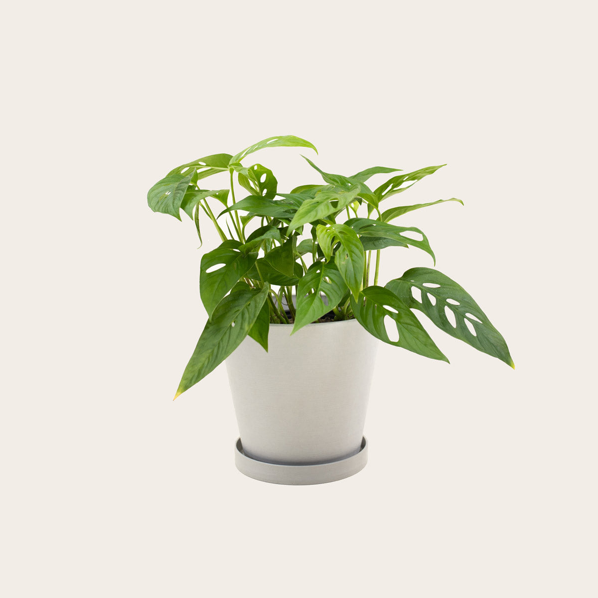 Load image into Gallery viewer, Monstera Adansonii - Medium (chalk)
