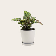 Load image into Gallery viewer, Calathea Makoyana - Medium (chalk)
