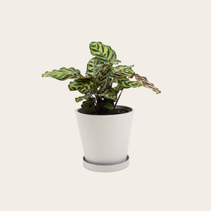 Calathea Makoyana - Medium (chalk)