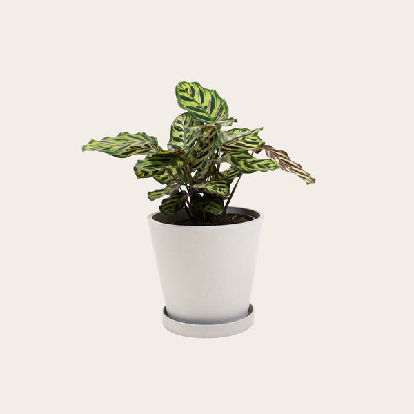 Calathea Makoyana - Medium (chalk)